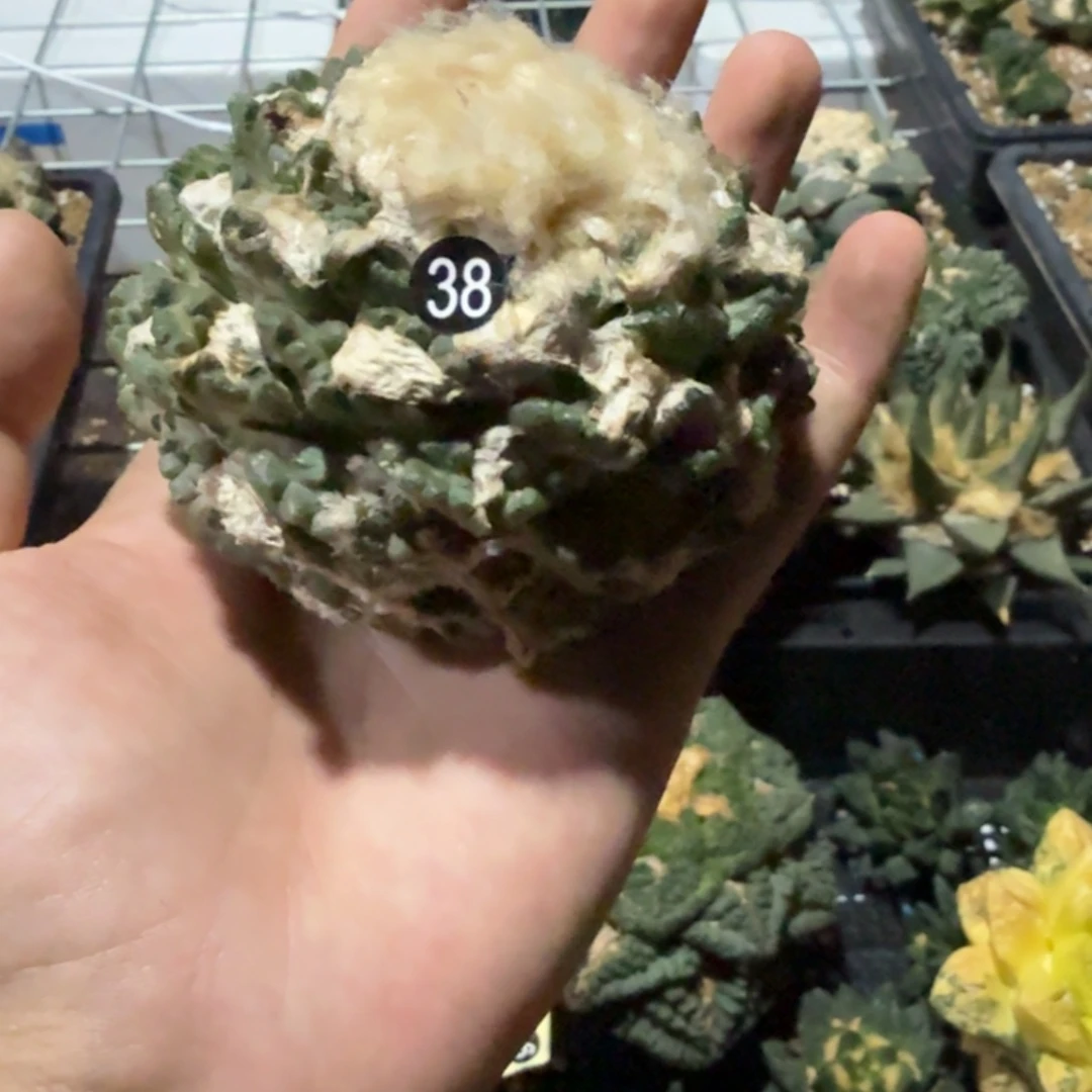 M***7仙人球开花一个福利品有跟