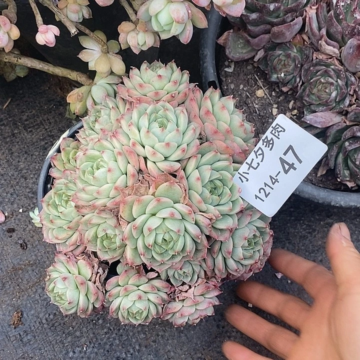 47不知名小七夕多肉