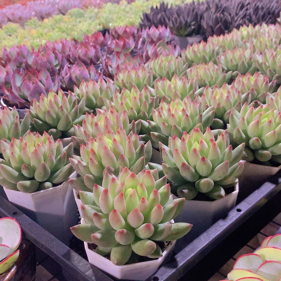 黄体虞美人2盆8888888888888