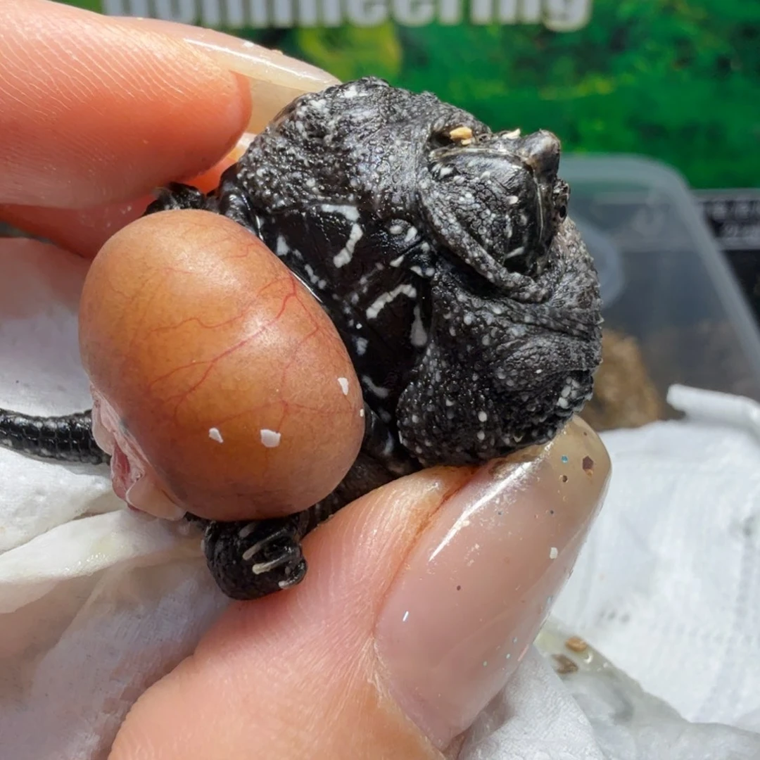 用***2母小鳄龟挑选小鳄龟