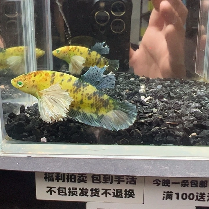 斗鱼跑单拉黑13日44