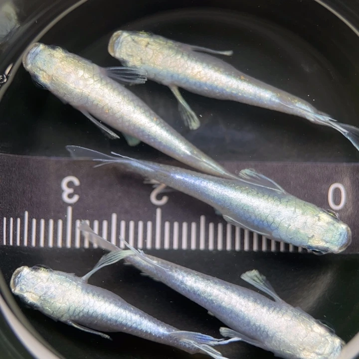 海水鱼短天天使38号