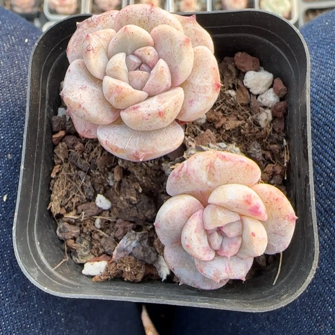 多肉小卡拉米糖心一物一拍