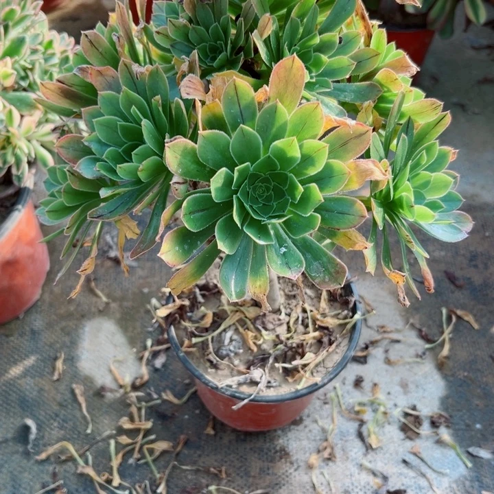 423绿法师多肉植物的