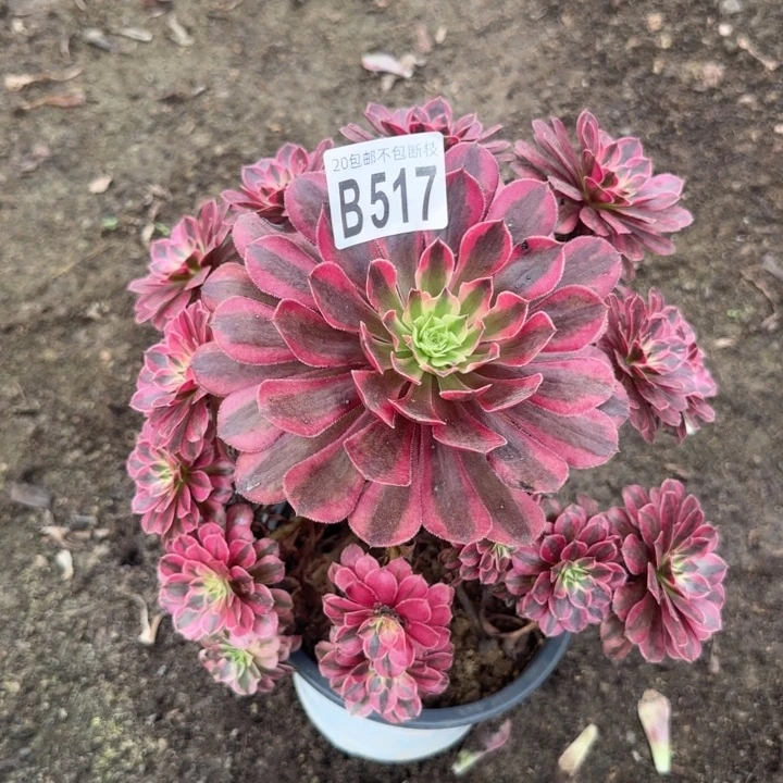 黑痛白……多肉植物……