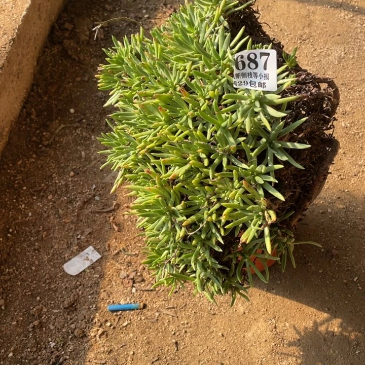 687号维思辛达多肉植物