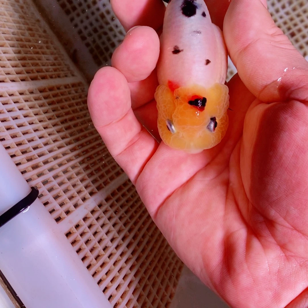 海水鱼我**你不包邮落地包损包健康