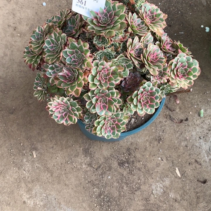 361孔雀翎多肉植物特价