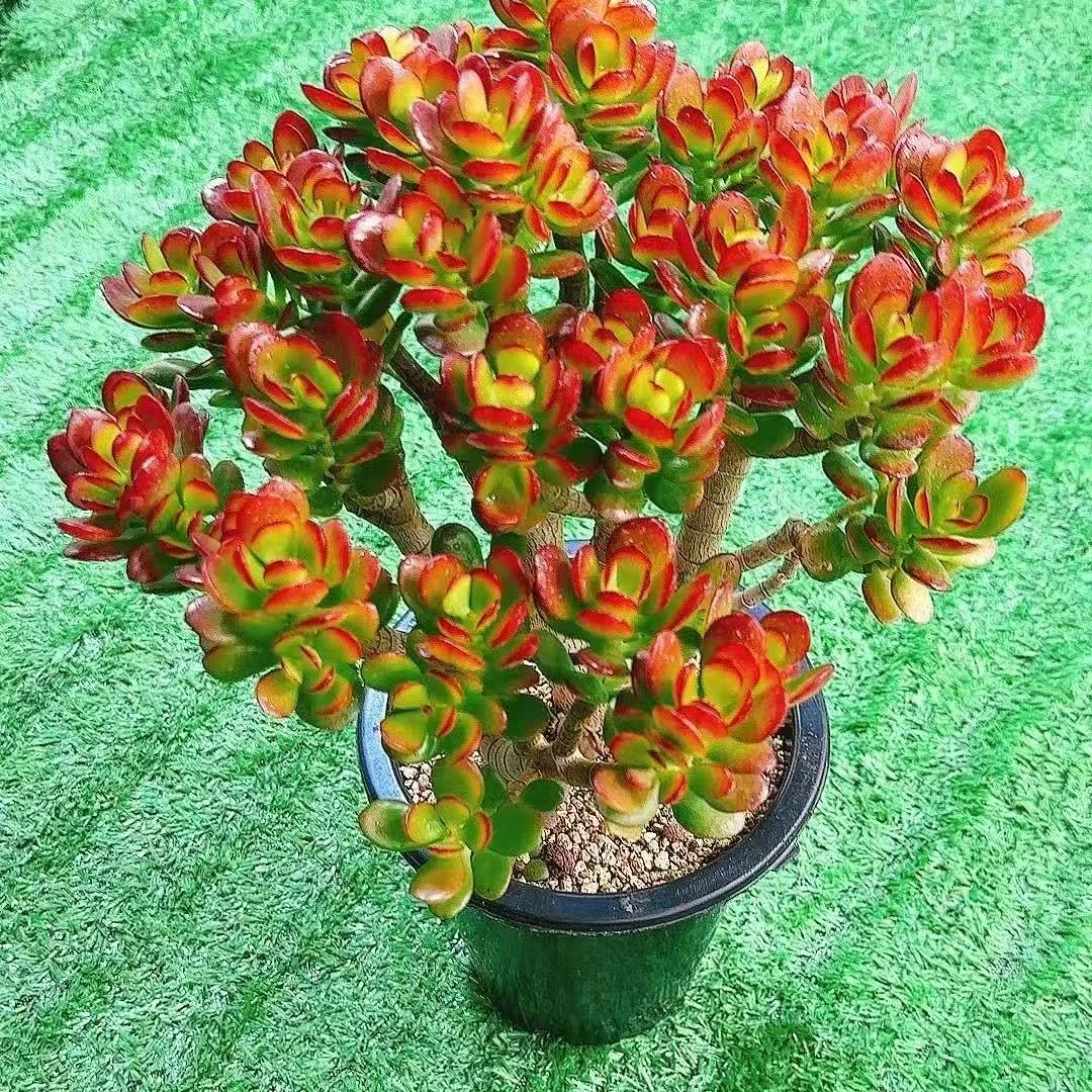 大老桩摇钱树（一物一拍）  多肉植物   新人好养