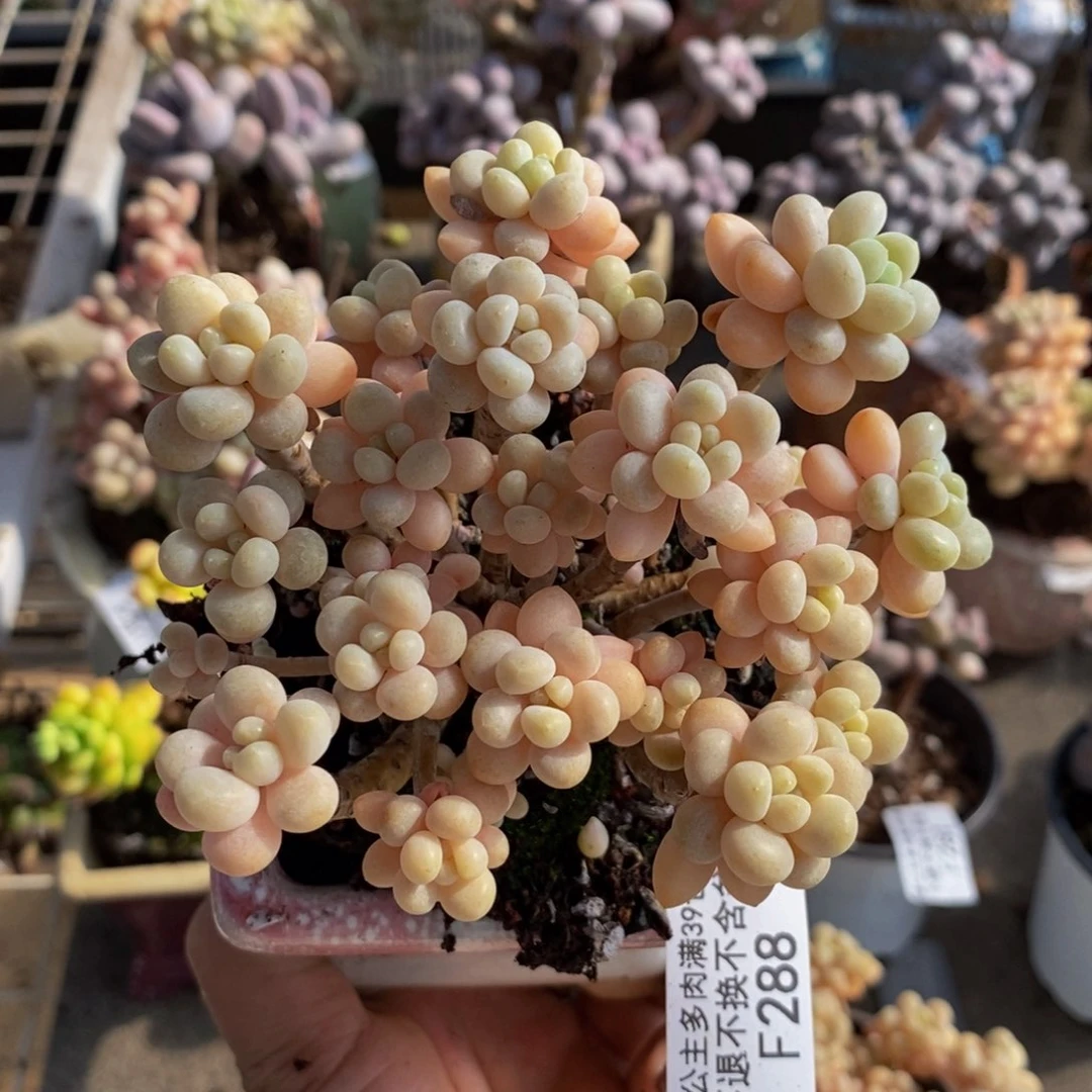 花朵鱼子酱288/9v m