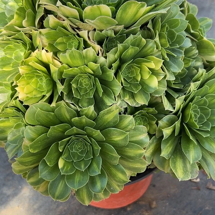 2.17-43七彩琉璃多肉