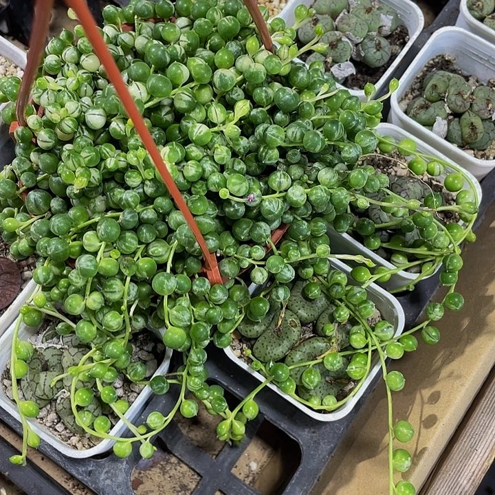 锦锦锦佛珠锦带盆土发