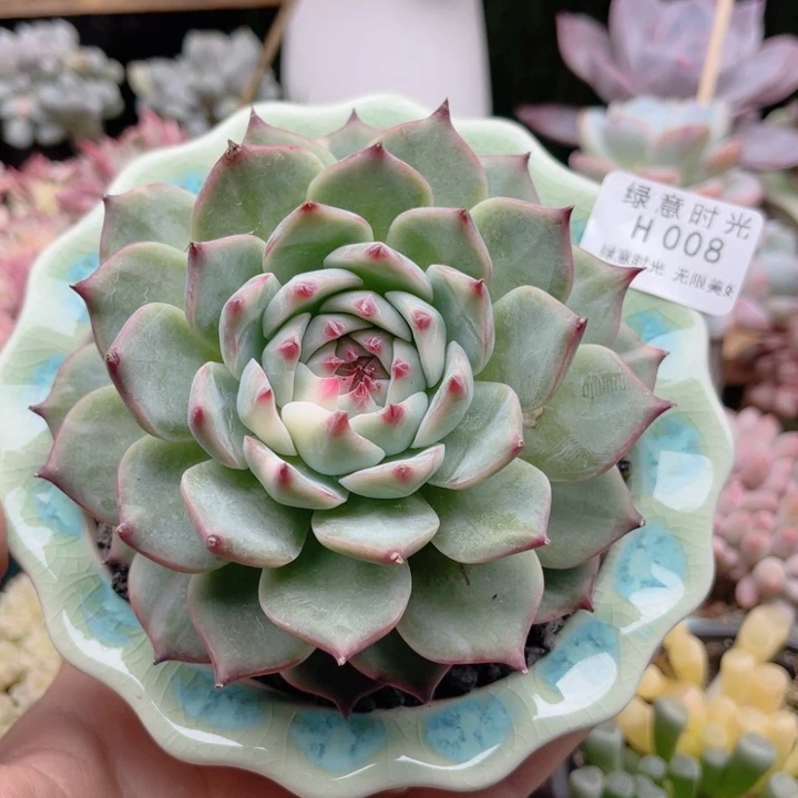 淡***定008 吉娃娃锦  带陶瓷盆发货 满28包邮