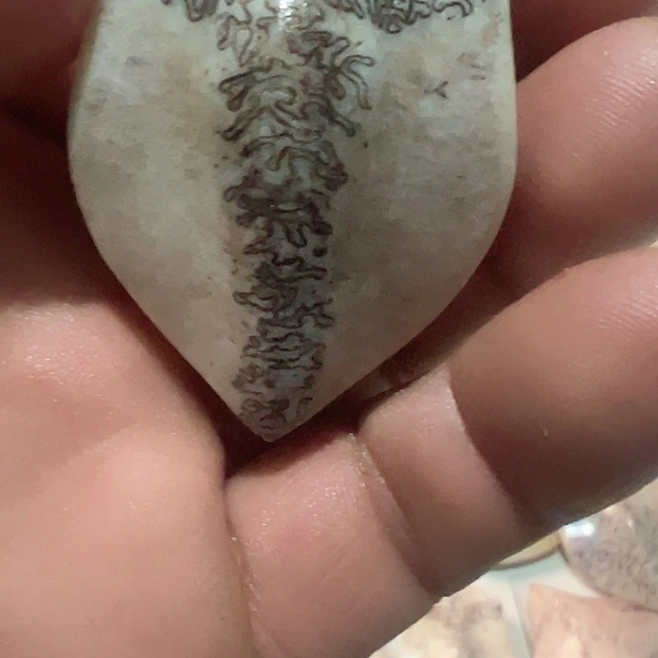 善***得花岗石铁合金养殖鹿骨制作三届牌