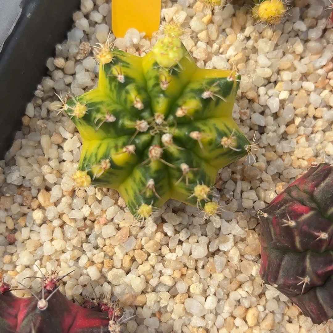 681-0926泰国发货 绿袖子