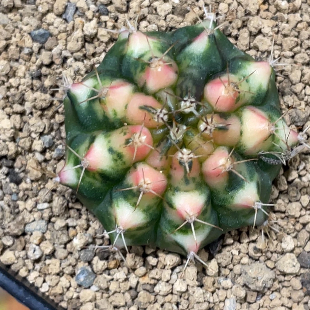 当前无花朵，栽培后可花朵橘粉虎斑