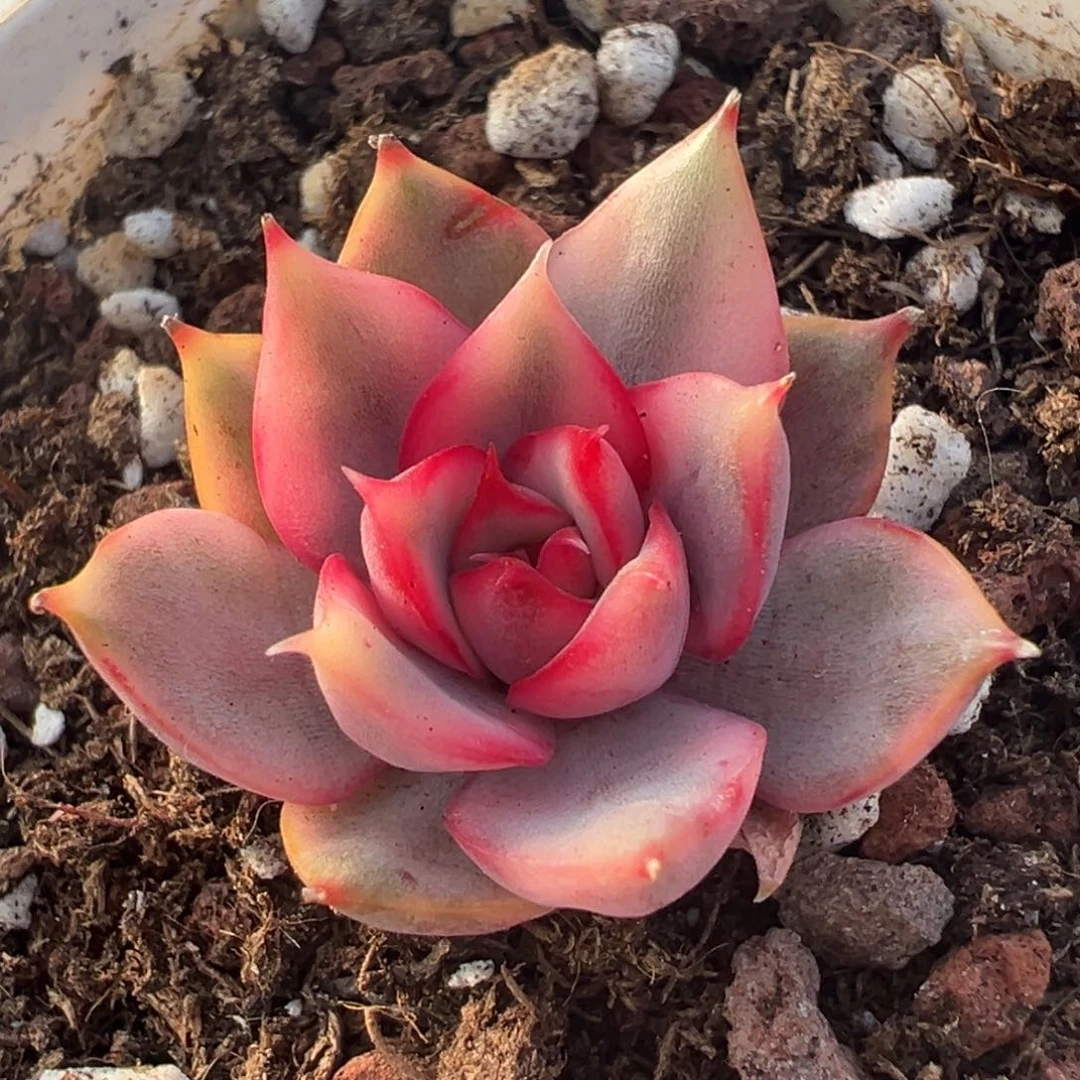 红宝莲灯锦，覆轮锦