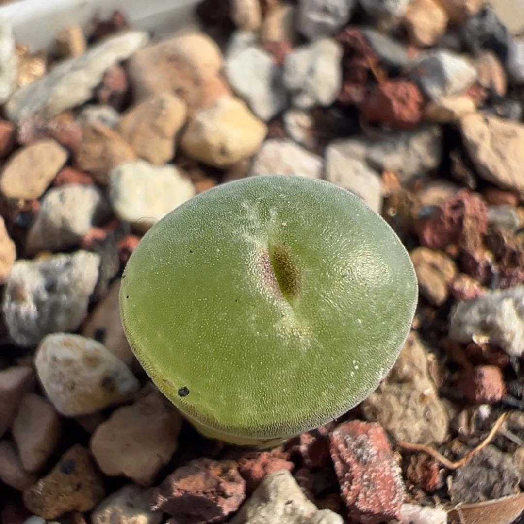 26粉红女郎纽扣母本一物一拍