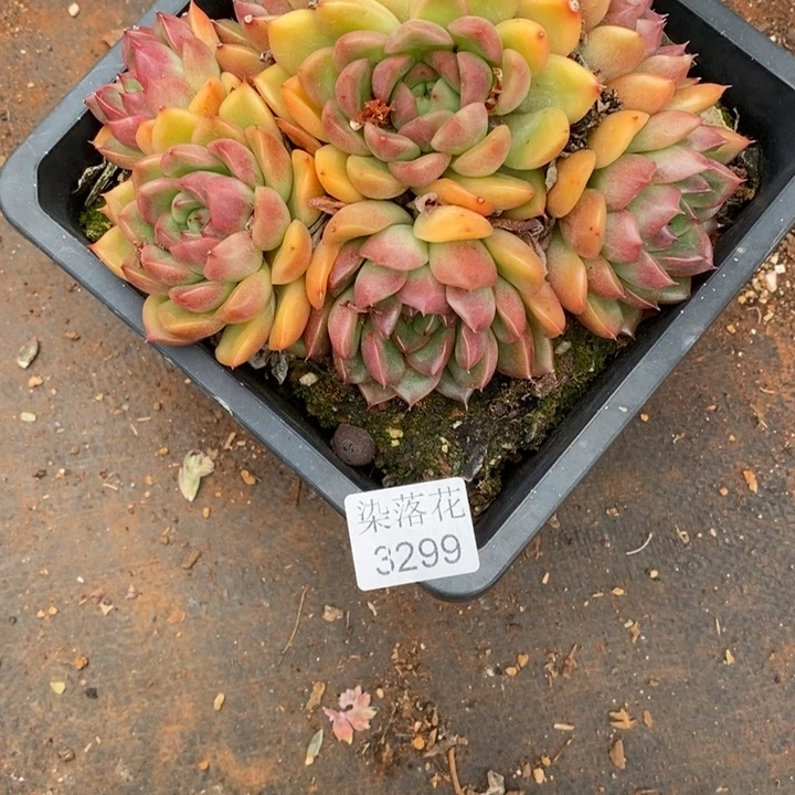 冉**精品多肉植物3299
