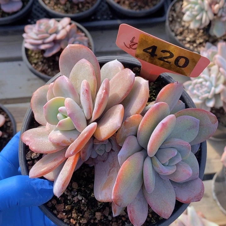 420号奶茶5头一颗