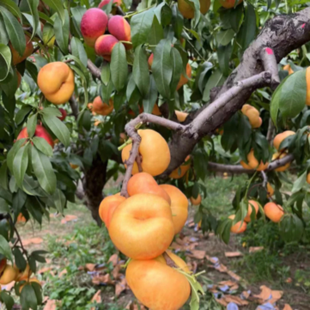 中油蟠味帝，口感还甜（8月初）优质品种苗