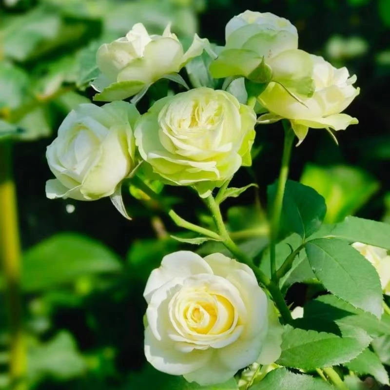 苹果绿月季花云南直发四季开花客厅花园懒人好养植物耐热带花苞发