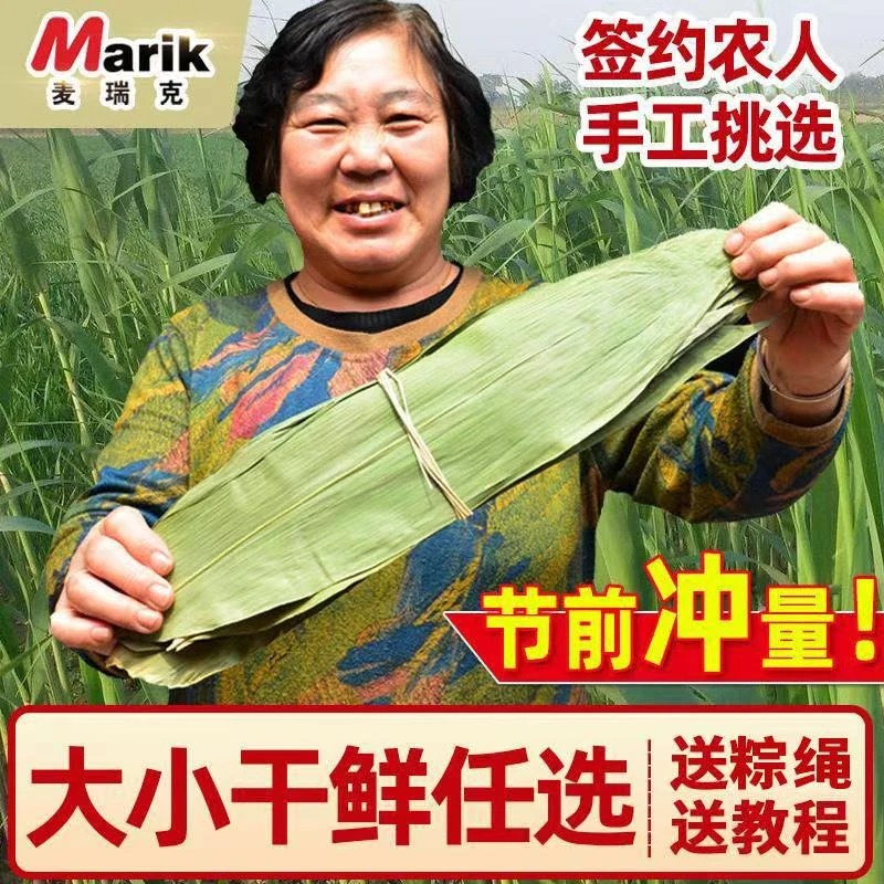 新鲜大号干粽叶免邮家用包粽子端午商用优质箬叶粽叶