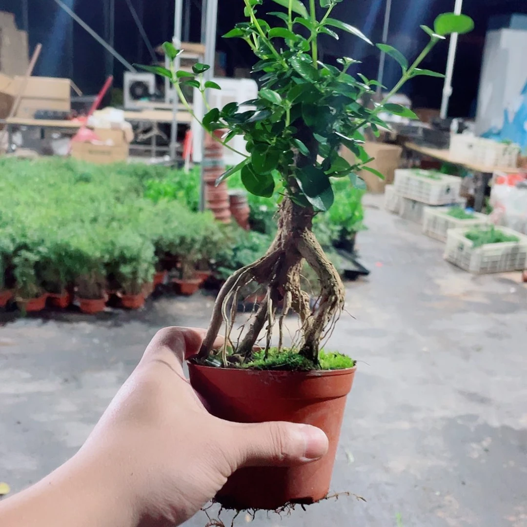 完全开放提根瘦娘子