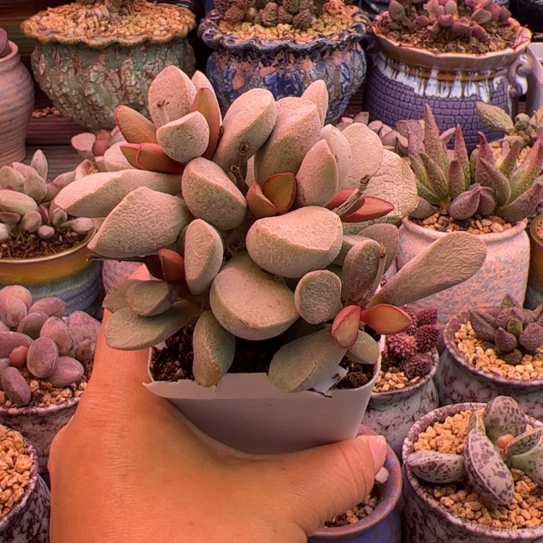 三***淼白雪公主。