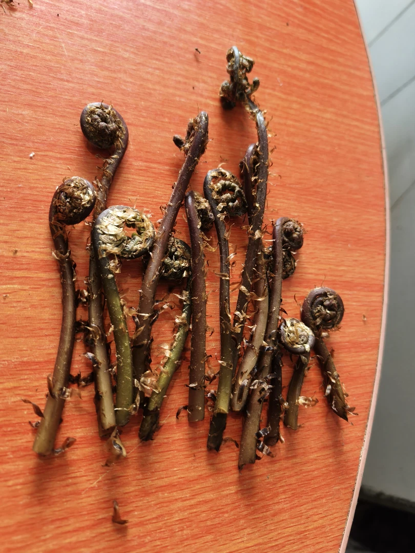 东北猴腿现采新鲜