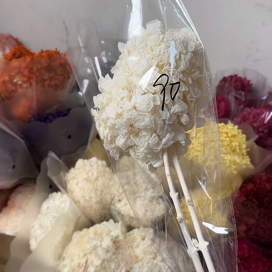 90号纯白色大叶绣球不售后