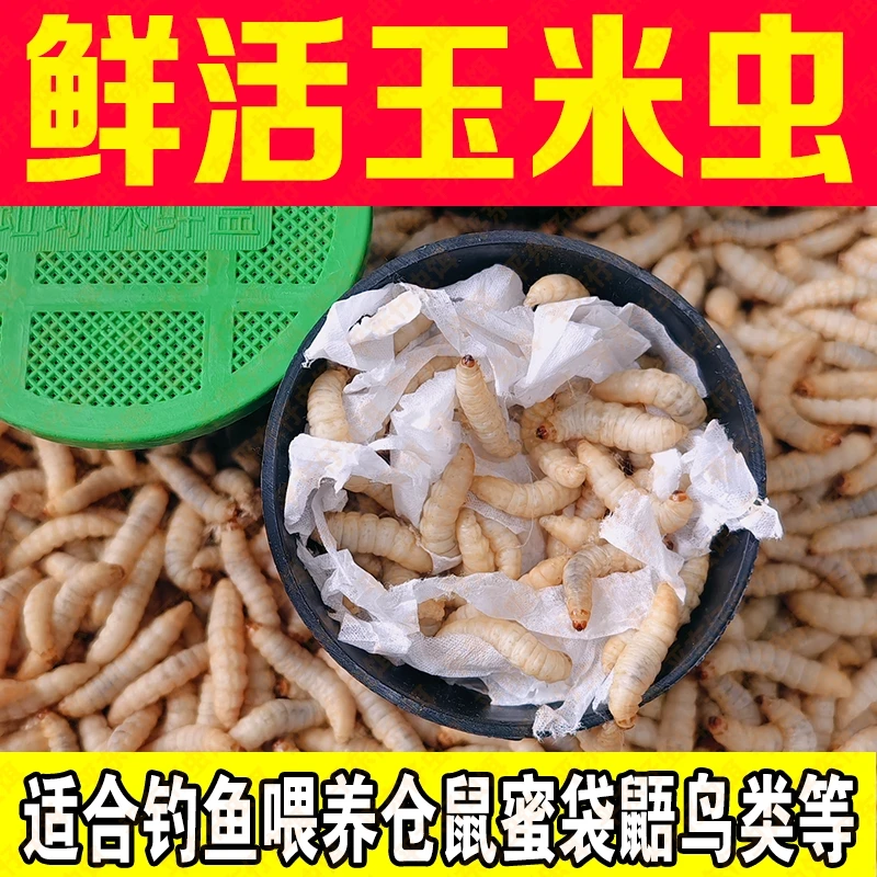 【10盒玉米虫厂家大促】钓鱼活饵玉米虫葡萄蜜钓鲤鱼鲫鱼草昆虫饵料