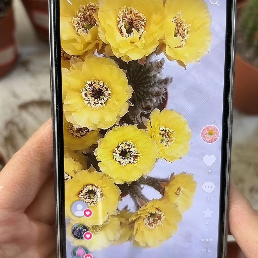 金刚黑喉黄花5.5-6公分左右