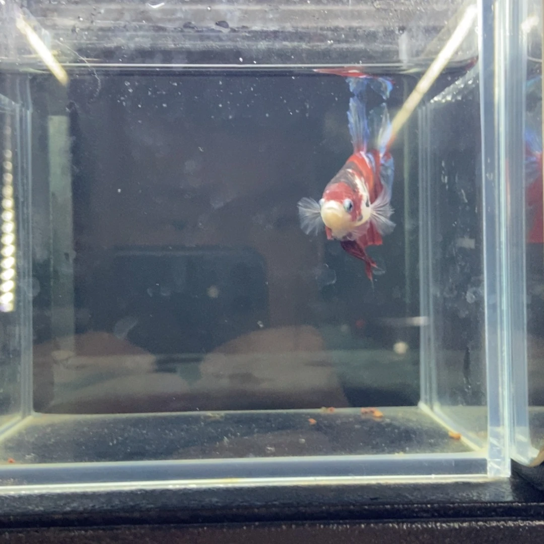 斗鱼包活不包损所见即所得608