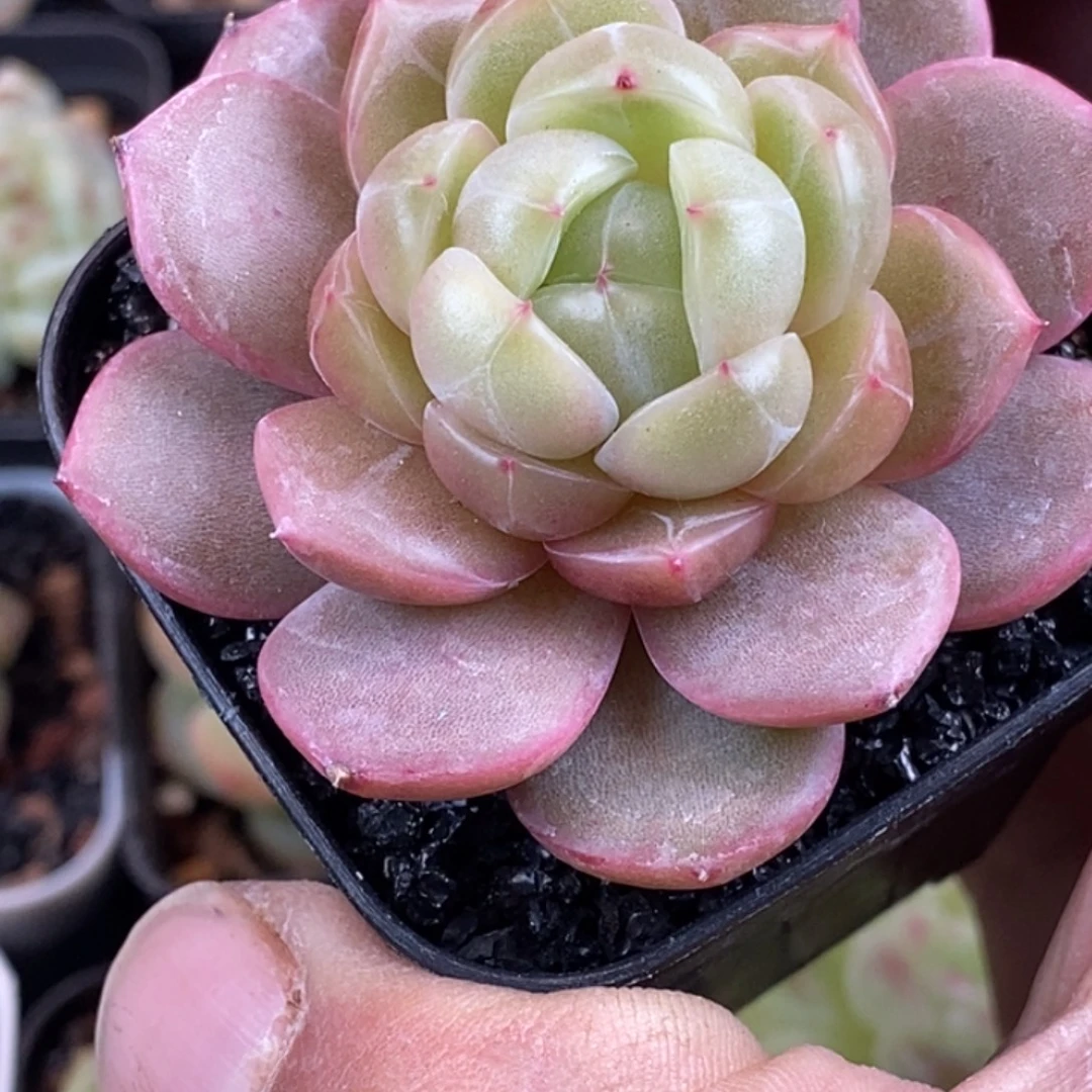 天官赐福百无禁忌