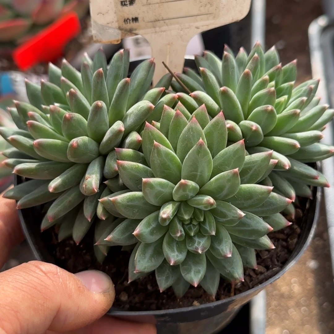 青花瓷752一物一拍包装收缩花旱