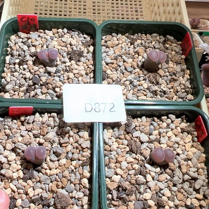 872。绒窗2颗开花c10X贝瑞 4颗一组 8.5折更福利