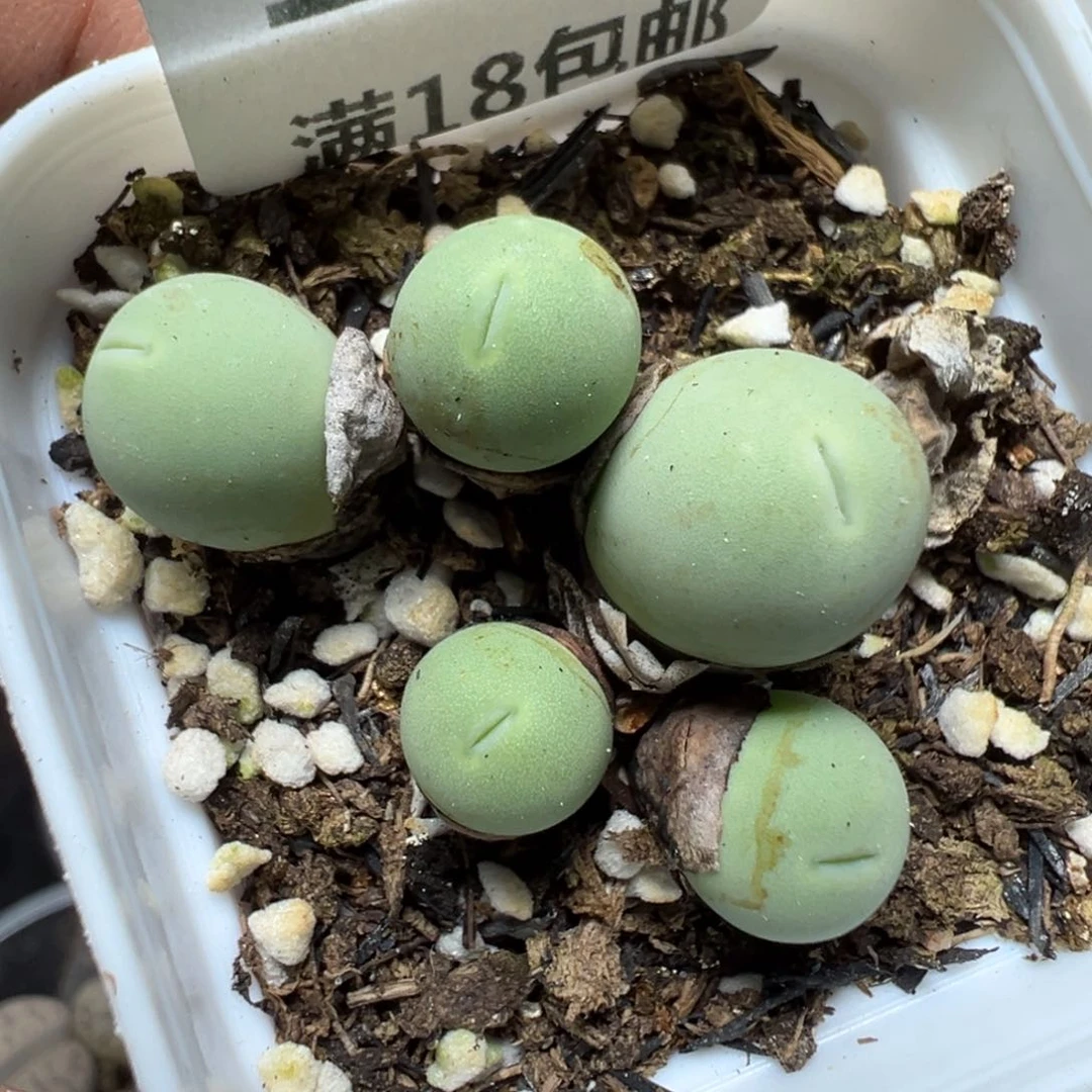 【闪购商品】 1241。