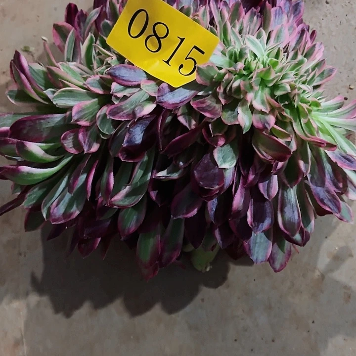 仔*多肉植物焕沙缀0815