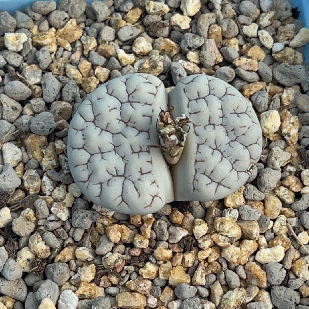 2882凹凸蛙哥189一颗