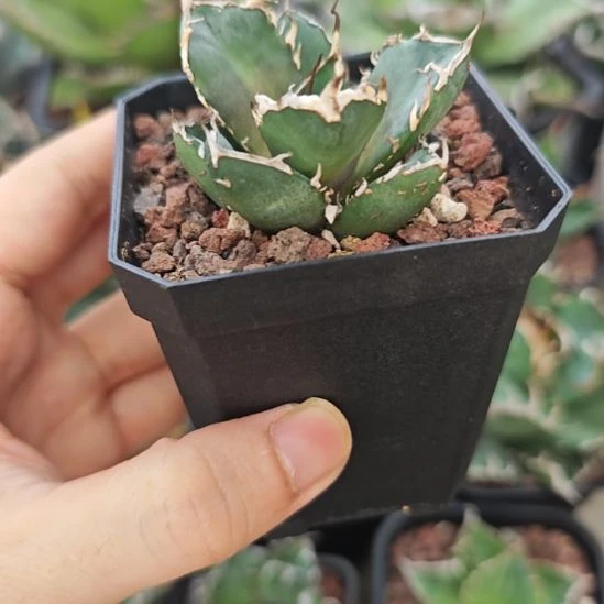 皮卡丘仁王冠龙舌兰顶芽