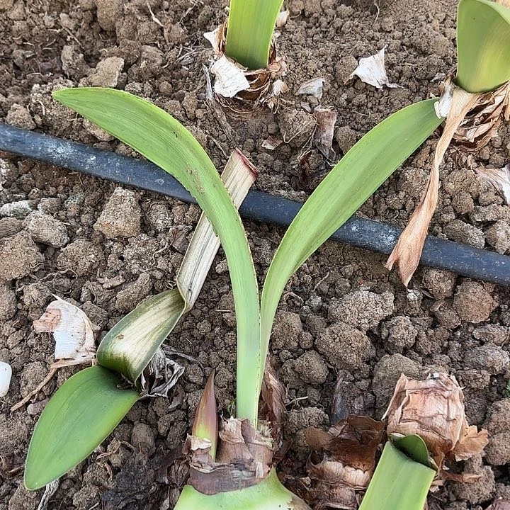 奶***芙毕加索九左右有标带花剑