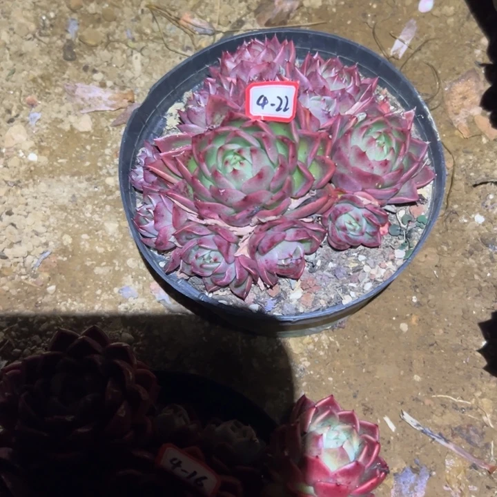 精品多肉植物老桩