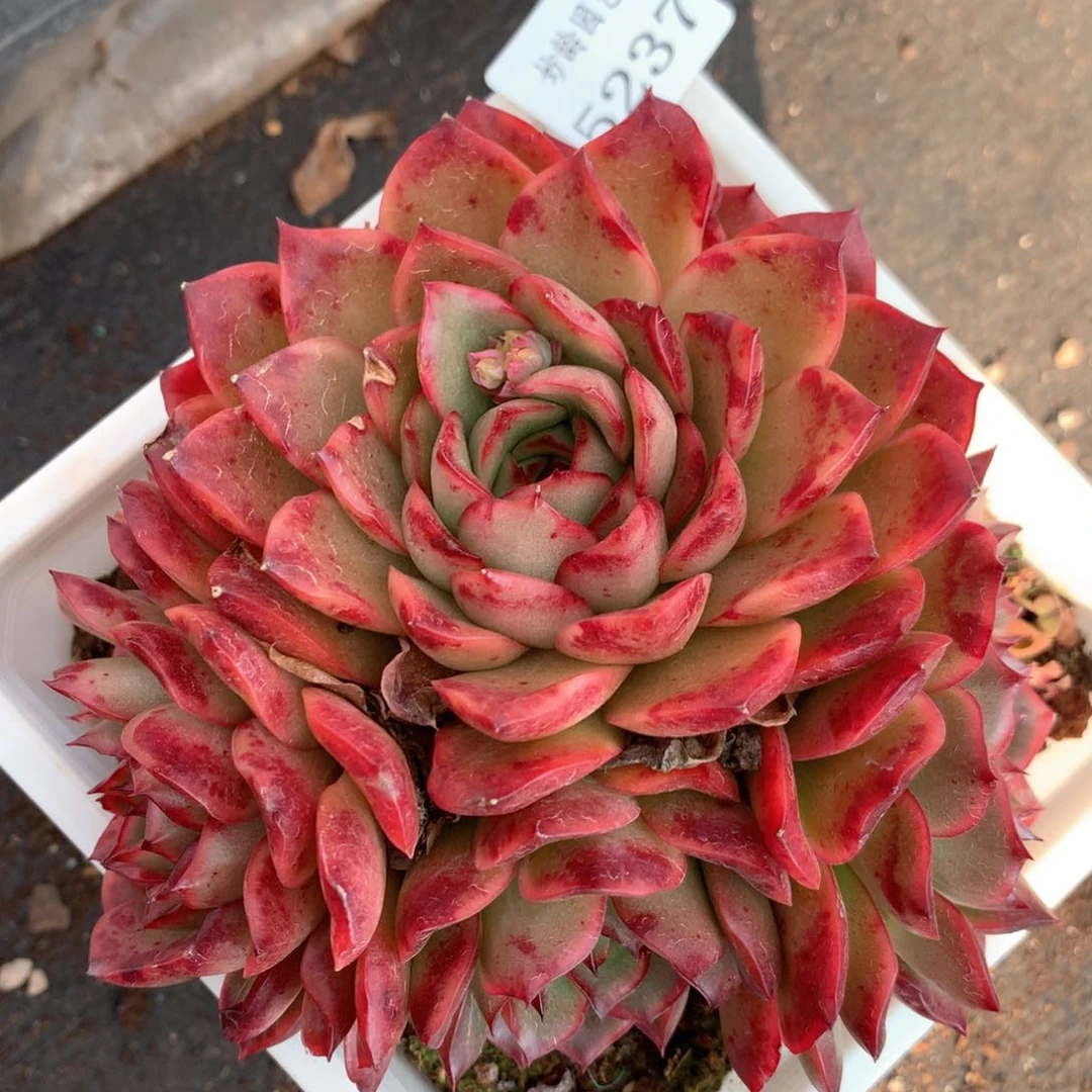 5237杂交多肉植物