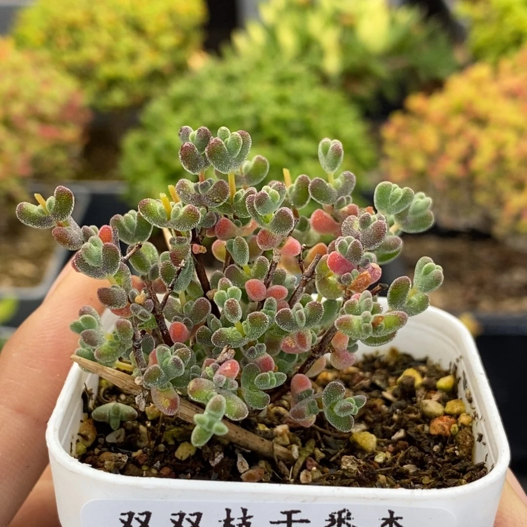 192莱斯。