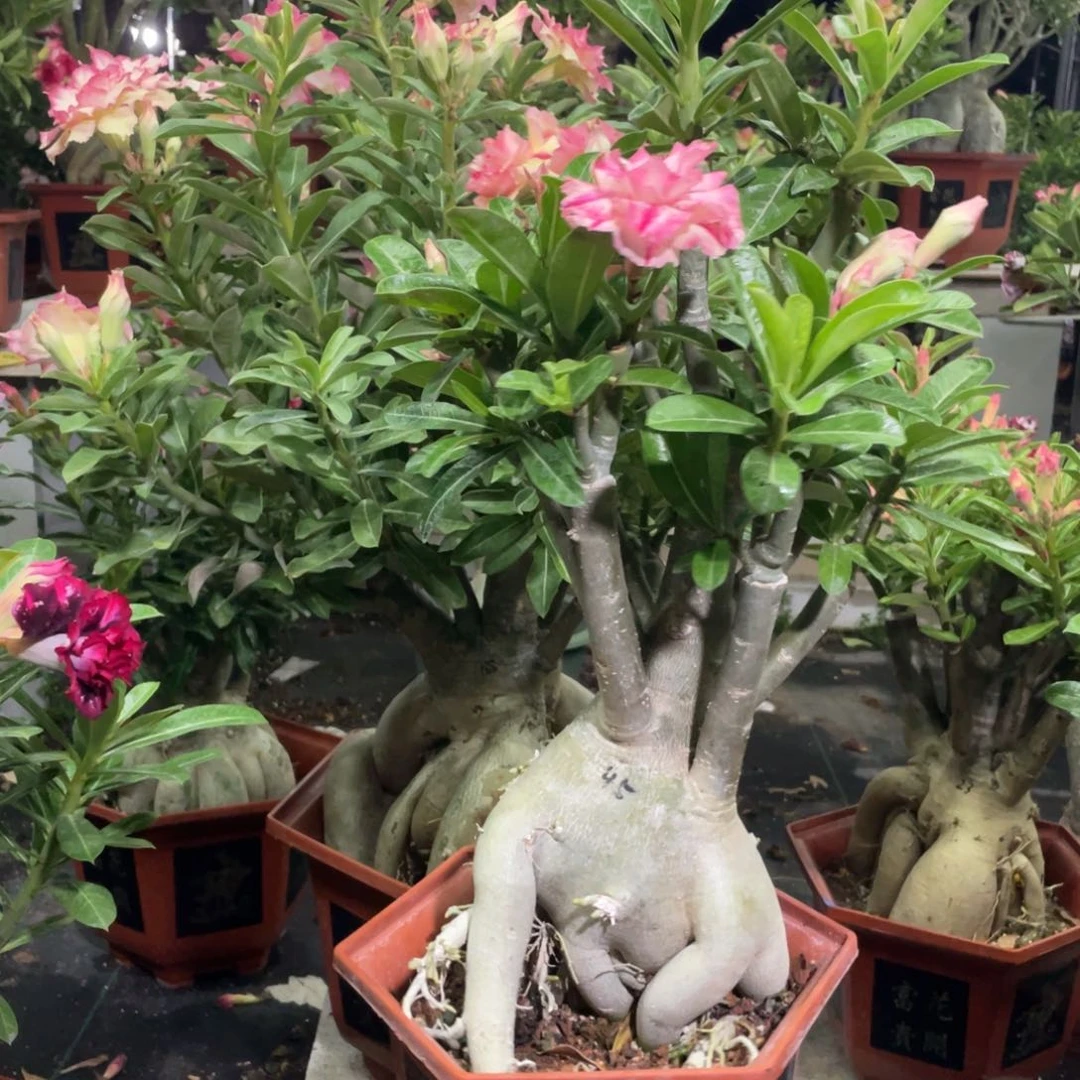 无花朵新****?沙漠玫瑰财神爷花色