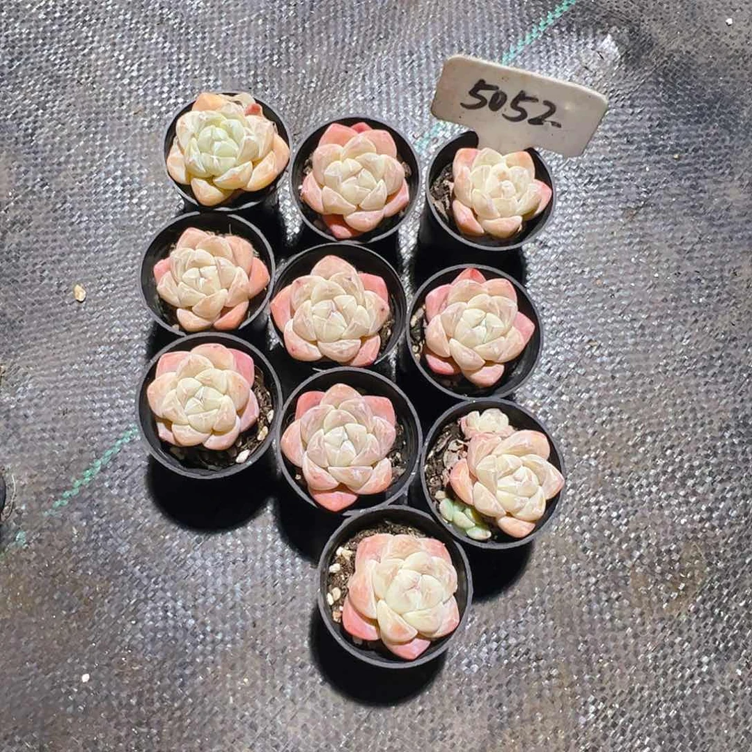 5052号冰玉10个套餐一物一拍4cm至5cm