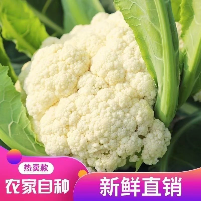 贵州鲜摘松花花菜农家自种应季美食