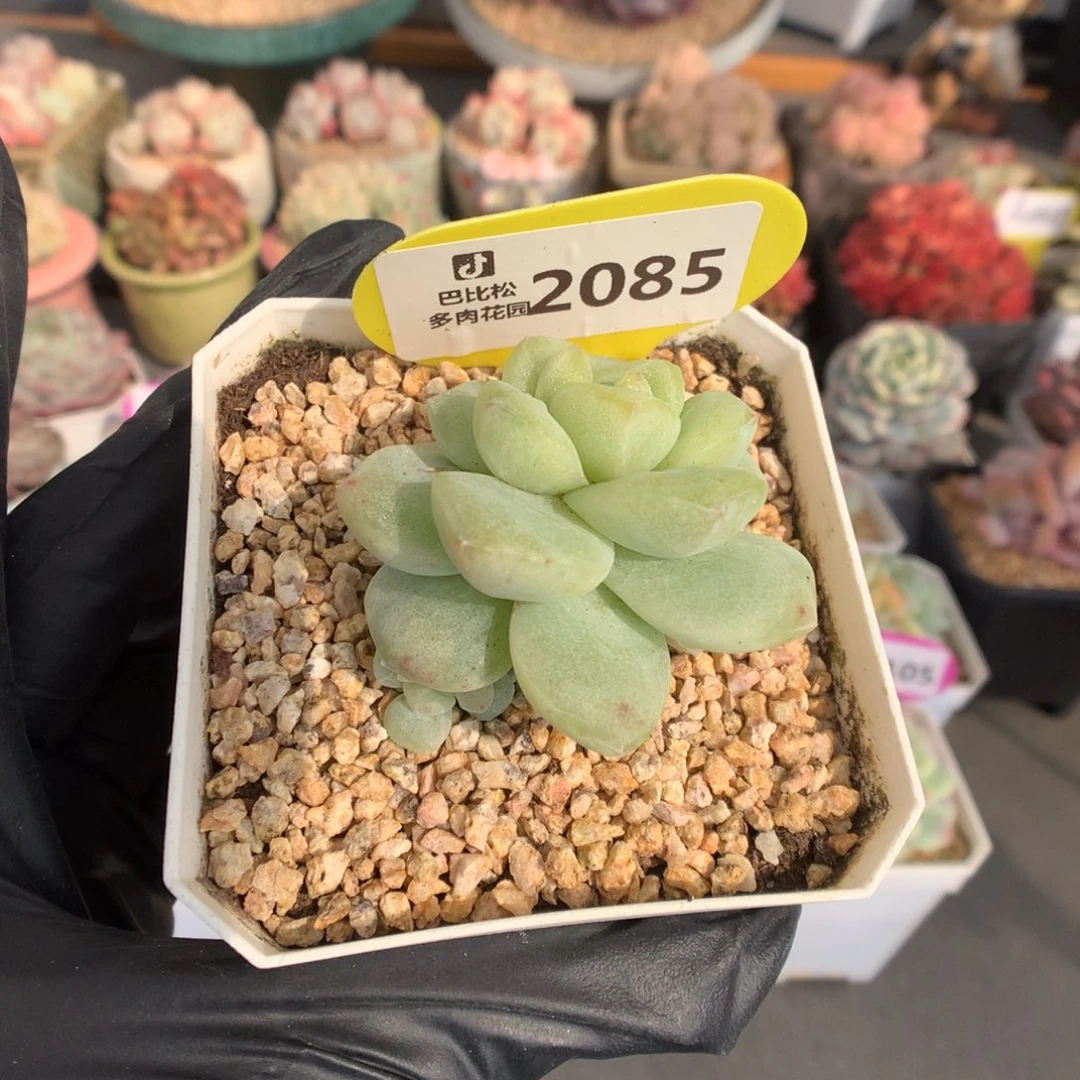 菁***菁2085 扣除30余106多肉