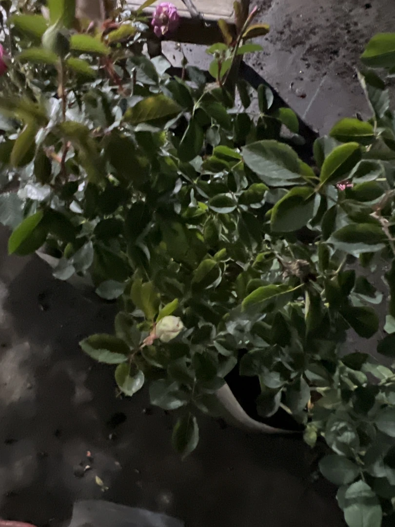 月季随机发货-乱苗，两颗包邮